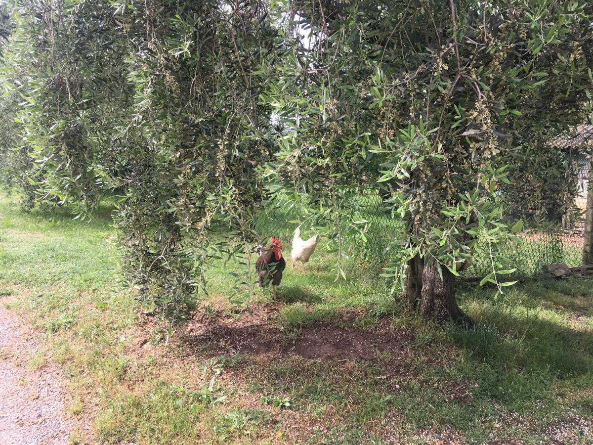 Agriturismo Tenute Poggio Di Bobi Villa ลัมปอเรคคิโอ ภายนอก รูปภาพ